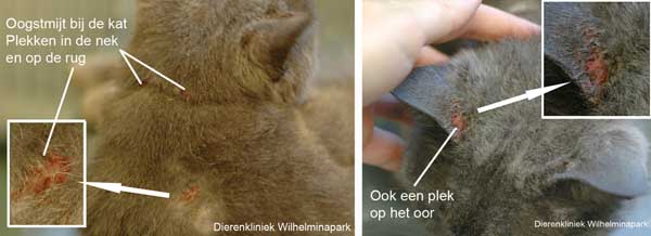 Meerdere huidontstekingen bij een kat door de oogstmijten.